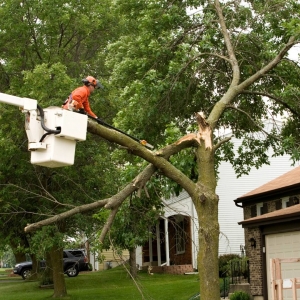 The Role Of A Timber Consultant in Ensuring the Safety of your Trees and Home