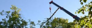 Navigating The Advantages Of Using Crane Services For Efficient Tree Removal